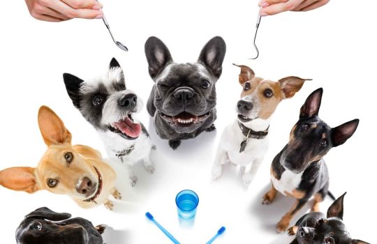 Tissue Regeneration For Dogs2